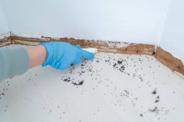 Best Pest Control for Restaurants  in Chackbay, LA